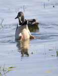 Mallard